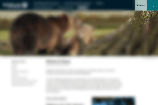 Blurred screenshot with exposed blue donate button