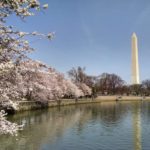 The Washington Monument in the distance beyond a lake with cherry blossoms on the shore
