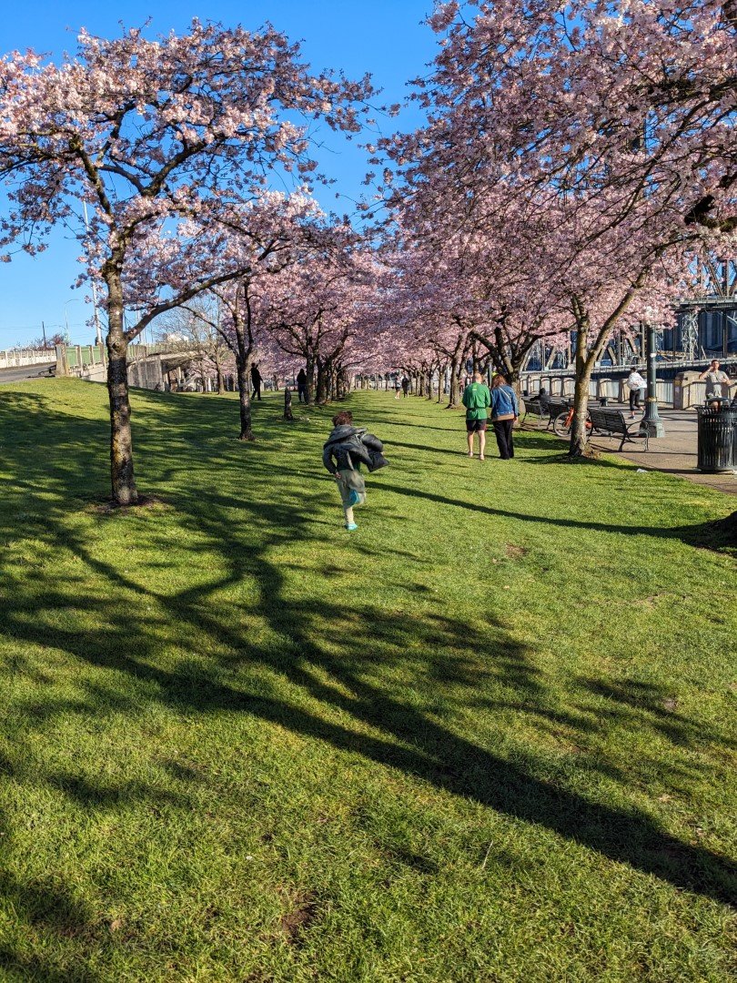 A small child runs away from the camera down a grass path between two perpendicular rows of cherry trees in full bloom under a cloudless blue sky.